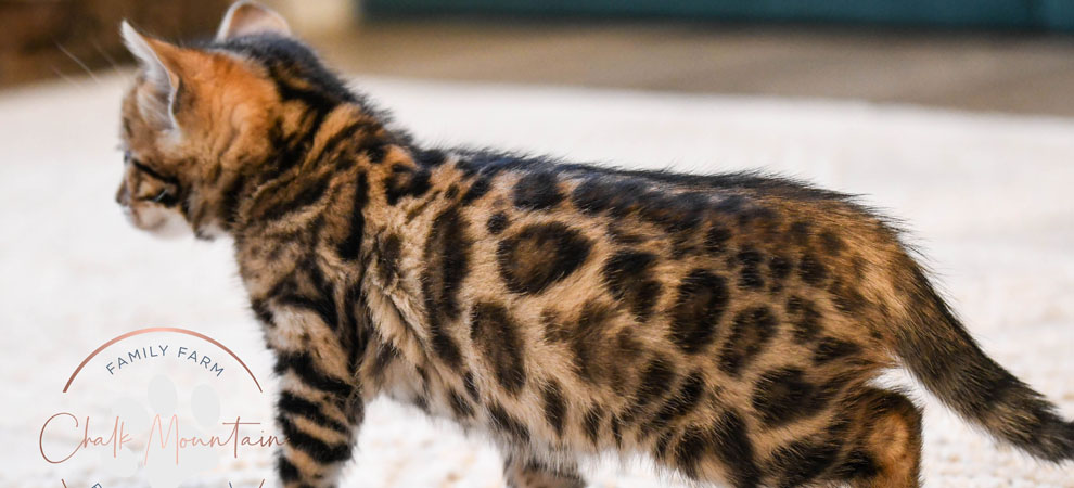 Bengal kitten for sale